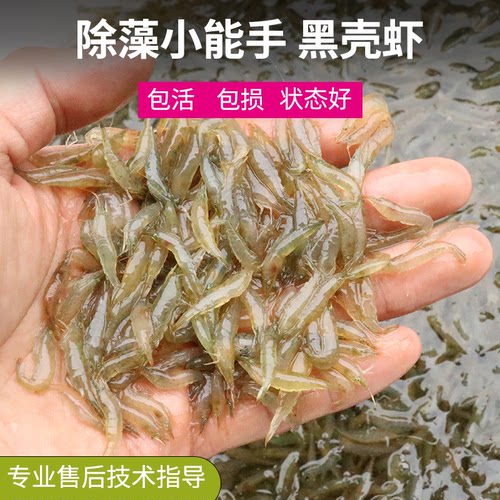 黑壳虾除藻丝藻清洁工具观赏虾