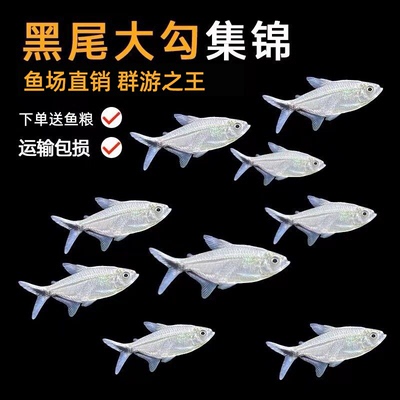 黑尾大勾鱼群游鱼互动性强