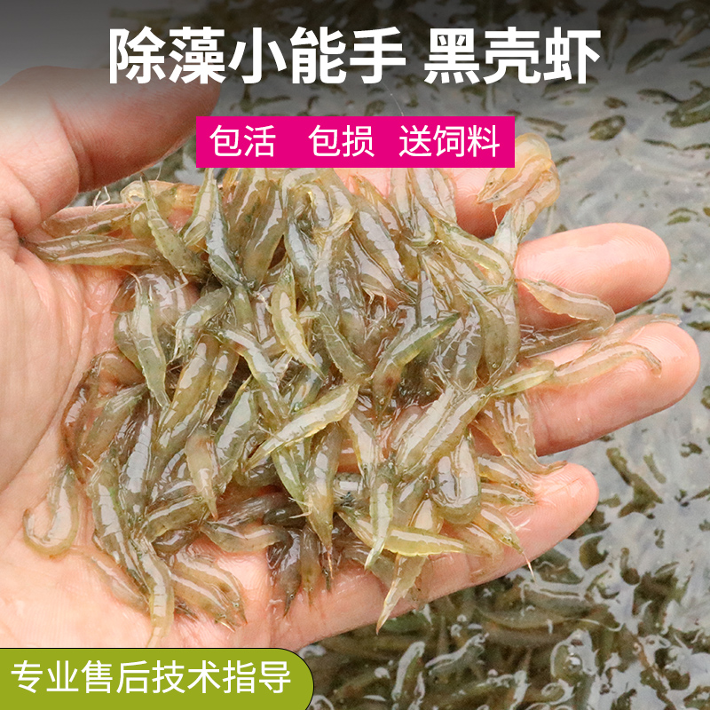 黑壳虾除藻丝藻清洁工具观赏虾