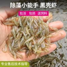 黑壳虾鱼缸除藻除丝藻虾大号草缸清洁垃圾工具观赏虾淡水极火活虾