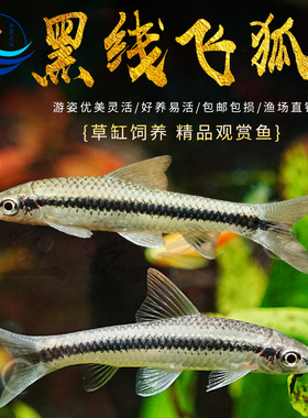 黑线飞狐除藻鱼工具鱼老虎小精灵热带观赏鱼活体一线飞狐清洁垃圾