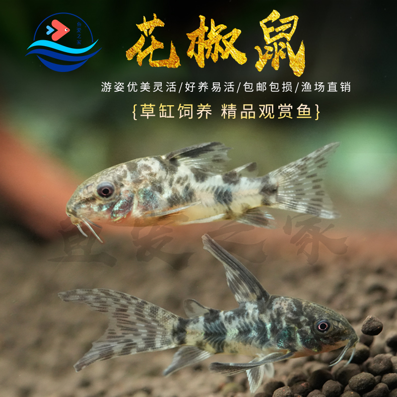 花椒老鼠鱼底栖除藻清洁工具鱼