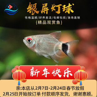银屏灯鱼头尾灯球淡水宠物鱼中小型热带灯科鱼观赏鱼活体鱼缸小鱼