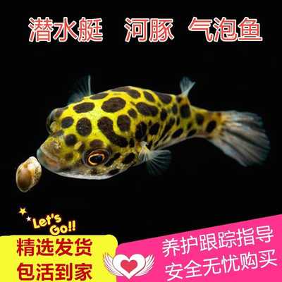 巧克力娃娃河豚狗头潜水艇观赏鱼