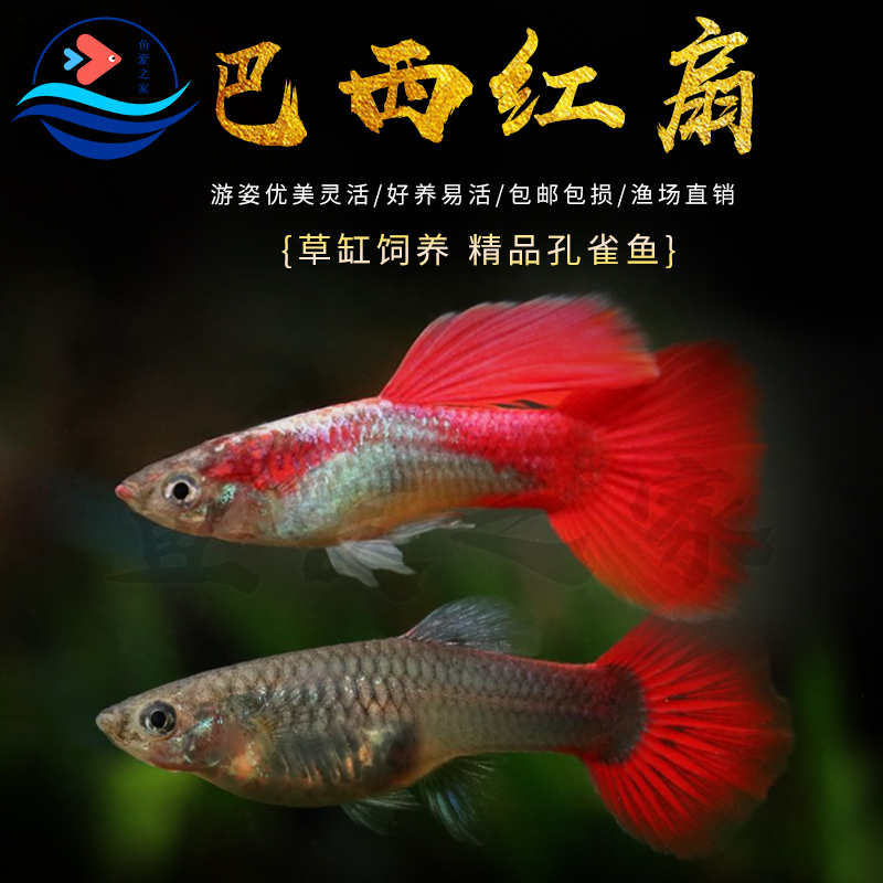 巴西红扇孔雀鱼纯种凤尾鱼