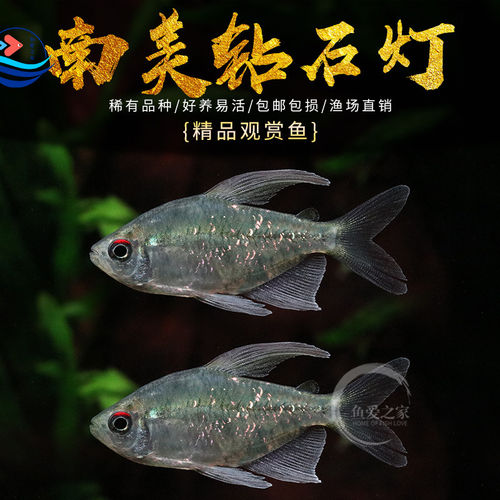 南美钻石灯好养易活新手可养