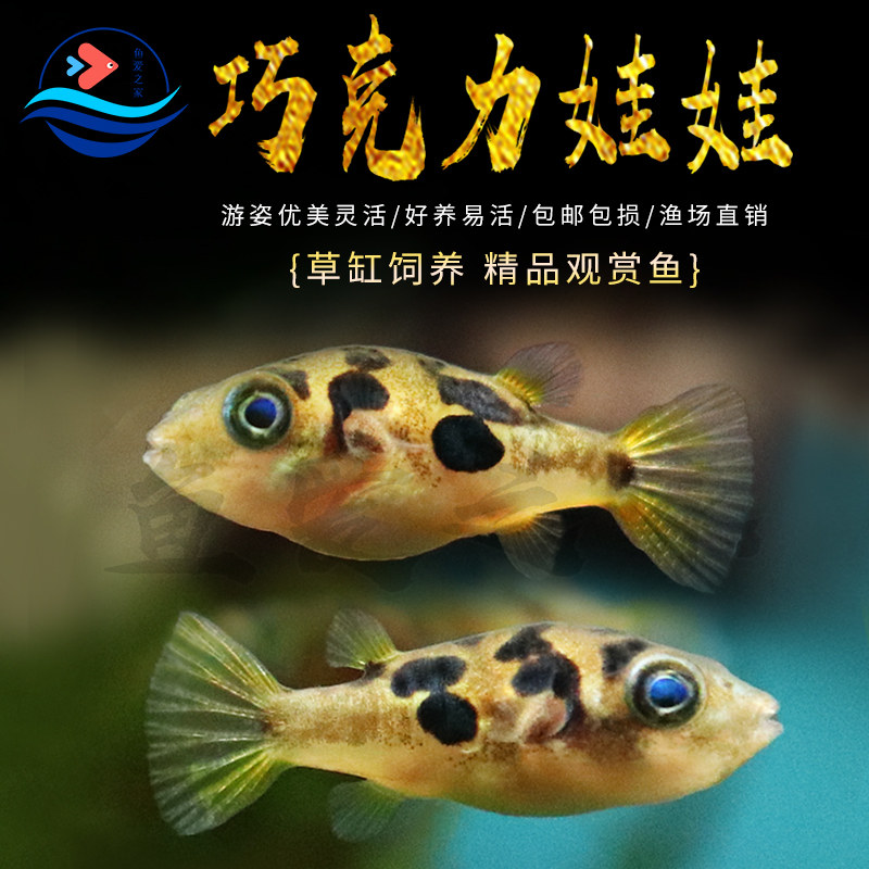 巧克力娃娃鱼除螺吃蜗牛河豚