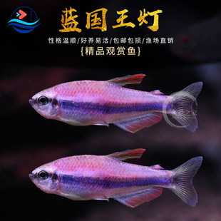 蓝国王灯皇后灯篮帝王灯热带鱼观赏鱼小型灯鱼活体草缸群游鱼包邮