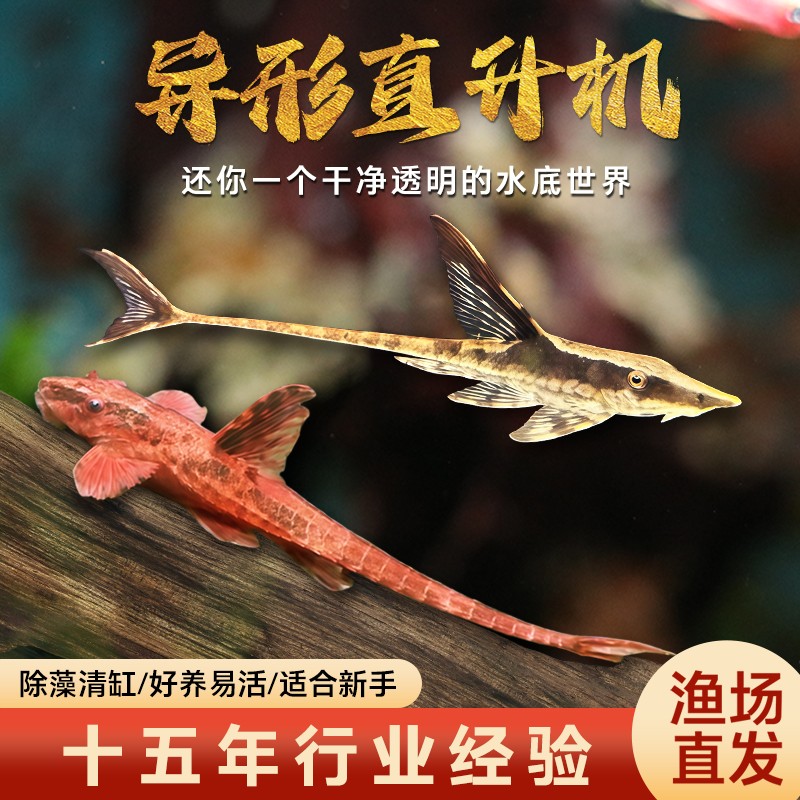 红蜻蜓直升机异型热带鱼观赏鱼