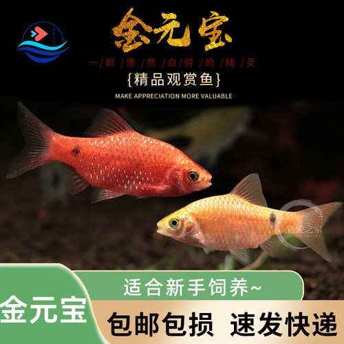 金元宝玫瑰鲫鱼好养耐活适合新手