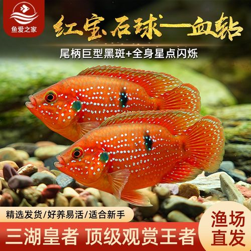 红宝石球血钻三湖慈鲷鱼活体