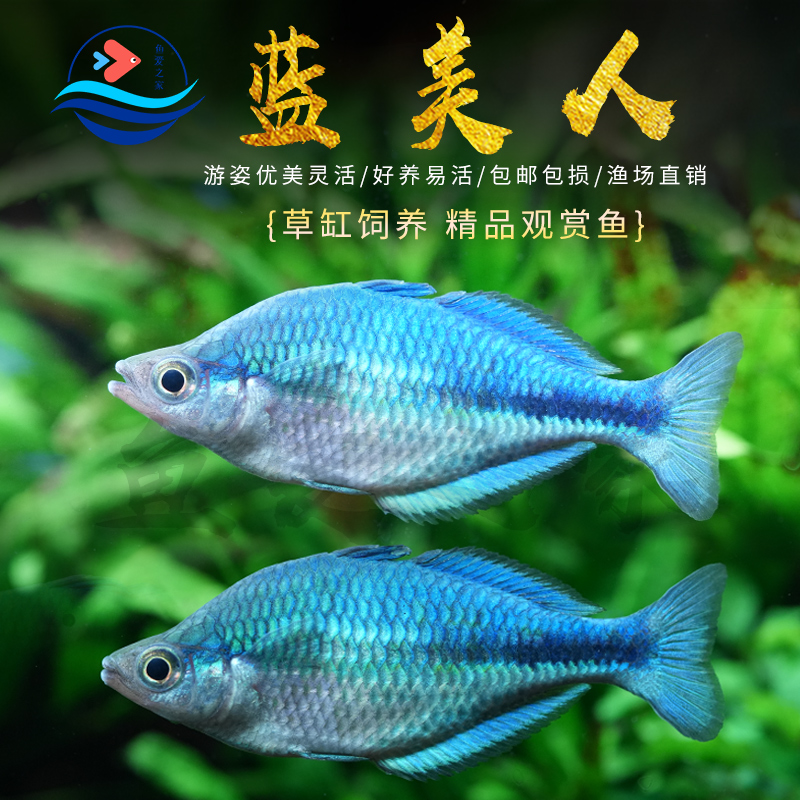 蓝美人鱼高端稀有热带观赏