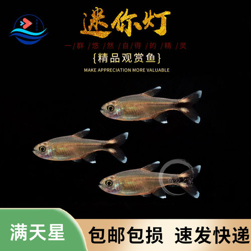 迷你灯鱼满天星鱼新手好养耐活鱼