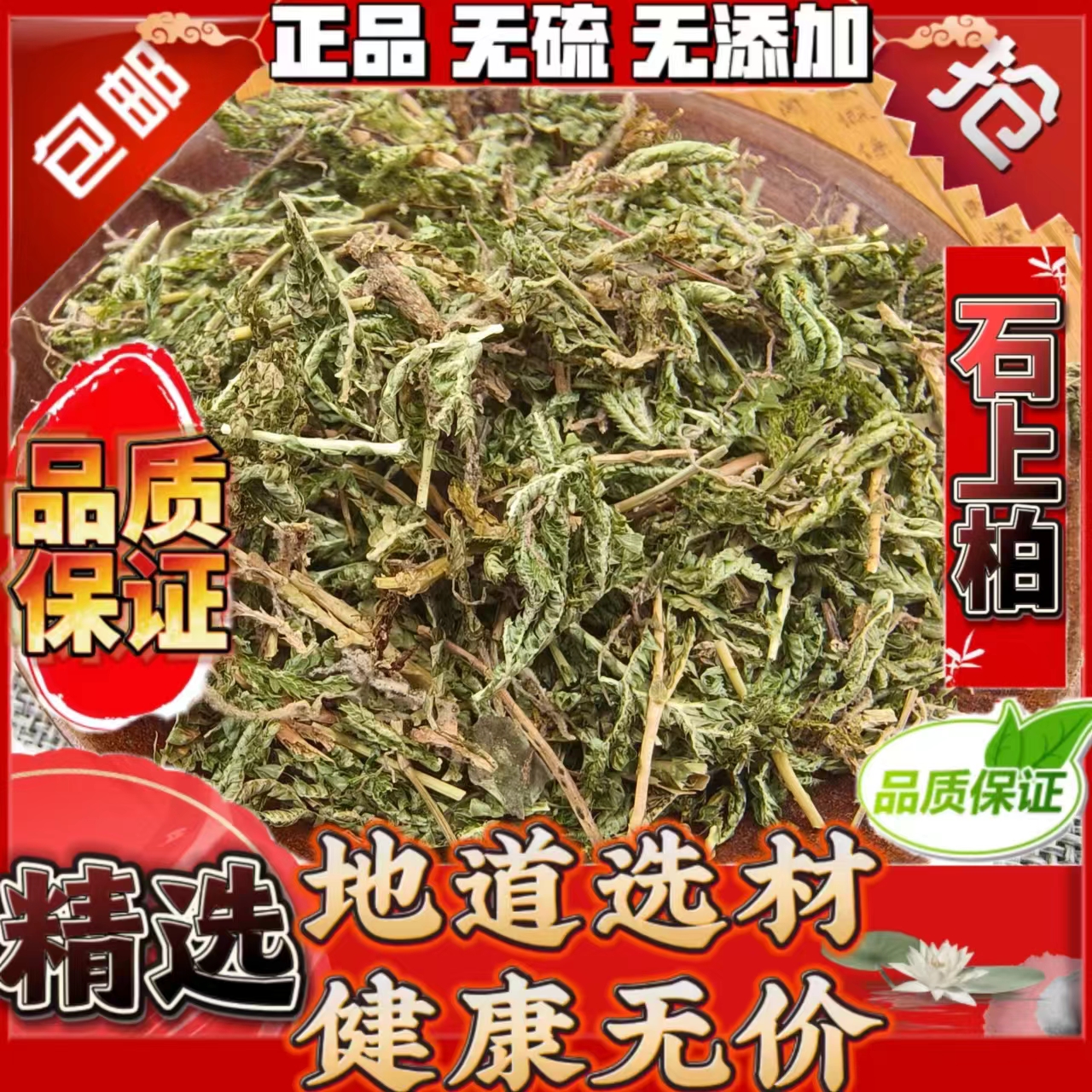 野生石上柏中药材石上柏中草药石柏新鲜干货地柏草地侧柏叶