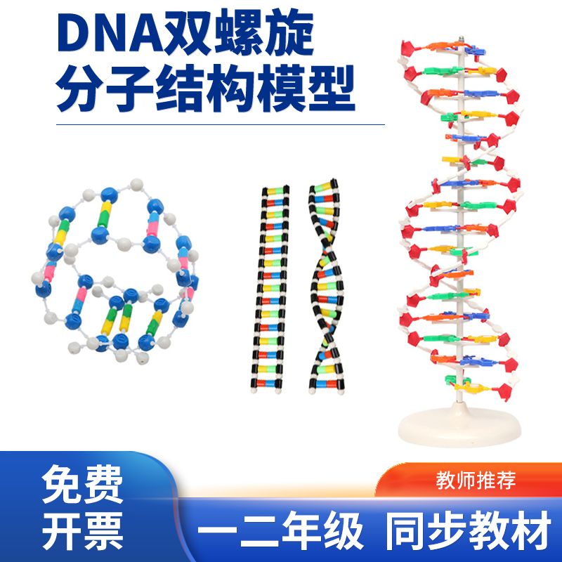 DNA双螺旋结构模型DNA物理分子