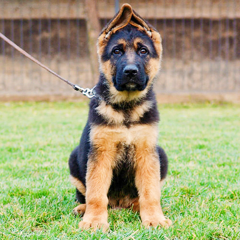 德国牧羊犬纯种幼犬高品质双血统CSV认证犬舍黑背警犬狼狗宠物狗