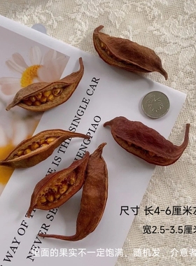 小船果手作标本进口干花果壳开口角手工DIY复古酒瓶树天然植物