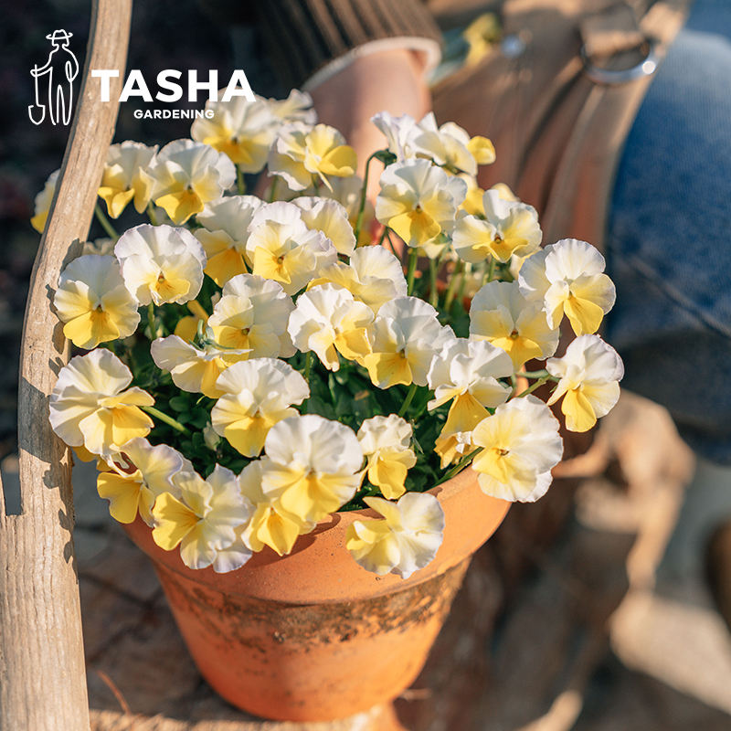 ɯĻ԰ֲ̨ļС 29.7Ԫ3(9.9Ԫ/)