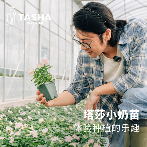 塔莎的花园定制矮牵牛荷兰菊盆栽