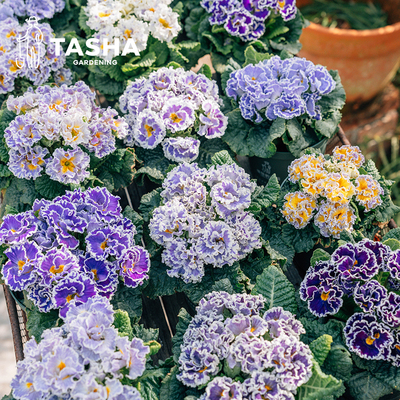 塔莎的花园高杆报春花陕西羽叶报春盆栽重瓣报春好养活室内外耐寒