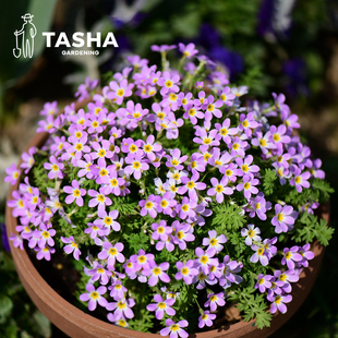 塔莎的花园 安徽羽叶报春花苗爆花爆盆易养仙气粉色多年生花期长