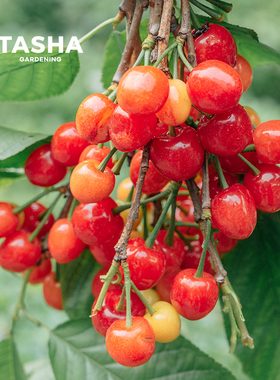塔莎的花园车厘子樱桃裸根树苗庭院果苗红妃黑珍珠弗里斯科南方种