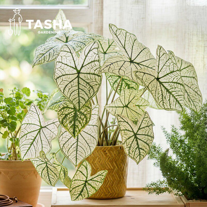 塔莎的花园彩叶芋盆栽合果芋绿植室内观叶植物家居小清新白色恋人