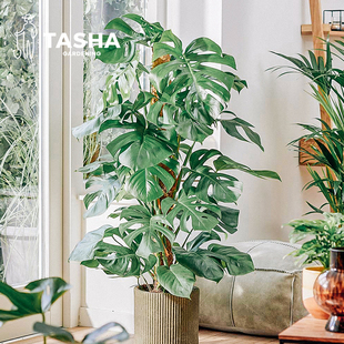 塔莎的花园 龟背竹春羽玛丽安海芋风绿植盆栽室内观叶植物