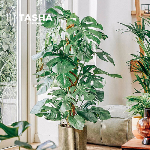 塔莎的花园 龟背竹春羽玛丽安海芋风绿植盆栽室内观叶植物