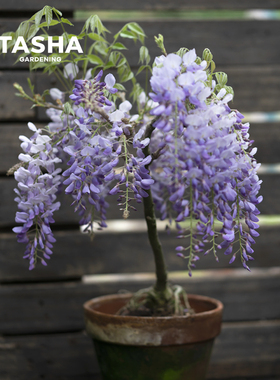 塔莎的花园 紫藤花苗树苗爬藤花卉庭院户外植物多年丰花藤本盆栽