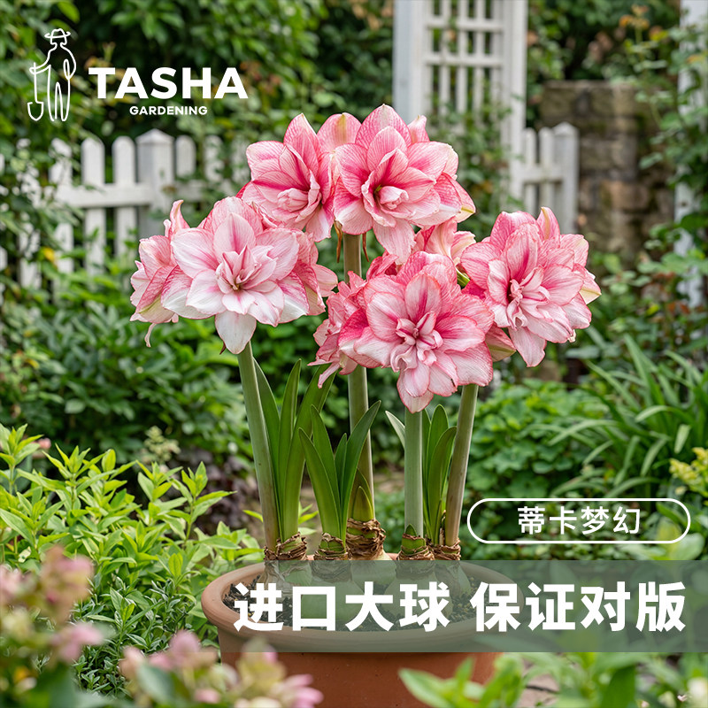 塔莎的花园朱顶红进口重瓣种球图片