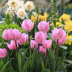塔莎 花园郁金香种球5度球进口重瓣土水培粉紫白黄色客厅阳台