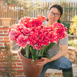 塔莎的花园双梦朱顶红种球重瓣大球盆栽花卉绿植双梦花孔雀阿弗雷