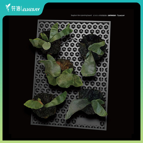 塔莎的花园X花信 鹿角蕨板植挂板二岐鹿角蕨挂墙绿植水培垂吊