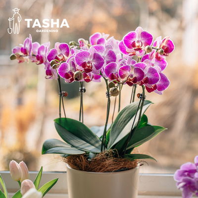 塔莎的花园蝴蝶兰盆栽带花苞
