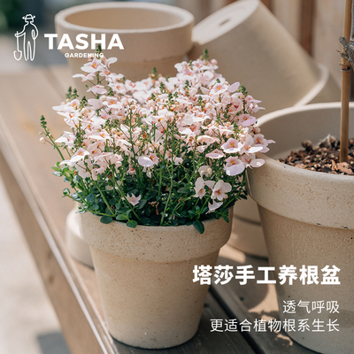 塔莎的花园陶土花盆透气生根专用