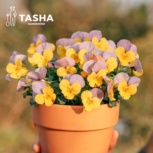 塔莎 花园角堇小兔子开花盆栽草花花苗室内好养开花多年生冰糕