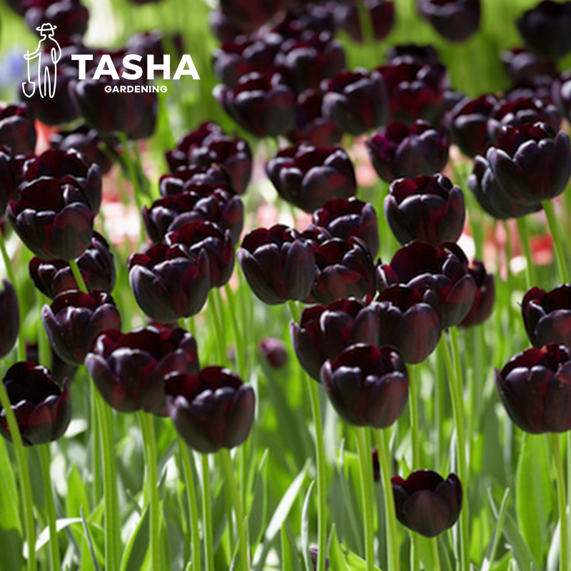 塔莎的花园郁金香种球夜皇后进口5度球水培狐狸舞步香奈儿粉紫白