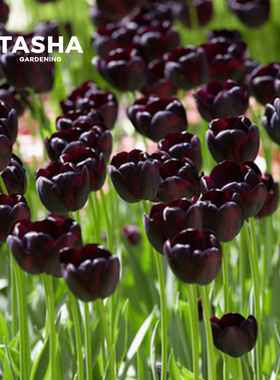 塔莎的花园郁金香种球夜皇后进口5度球水培狐狸舞步香奈儿粉紫白