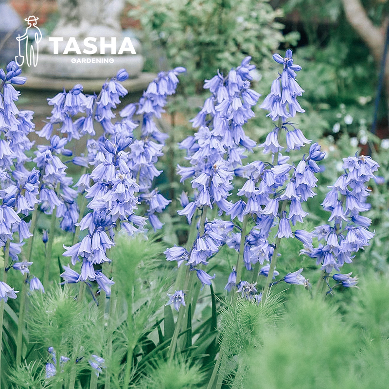 塔莎的花园蓝玲花蓝铃花种球地栽进口球根园艺庭院花卉植物秋季