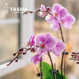 塔莎的花园蝴蝶兰盆栽带花粉色系室内开花绿植过年装饰红白色简约