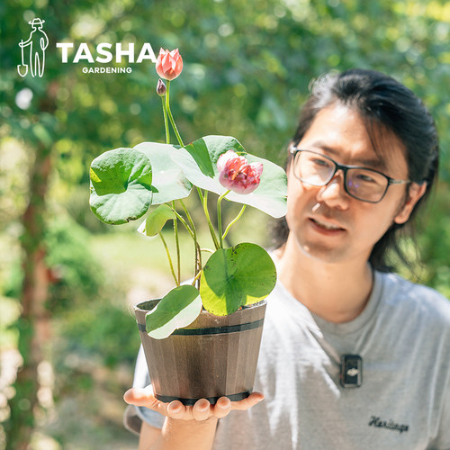 碗莲水生植物塔莎的花园