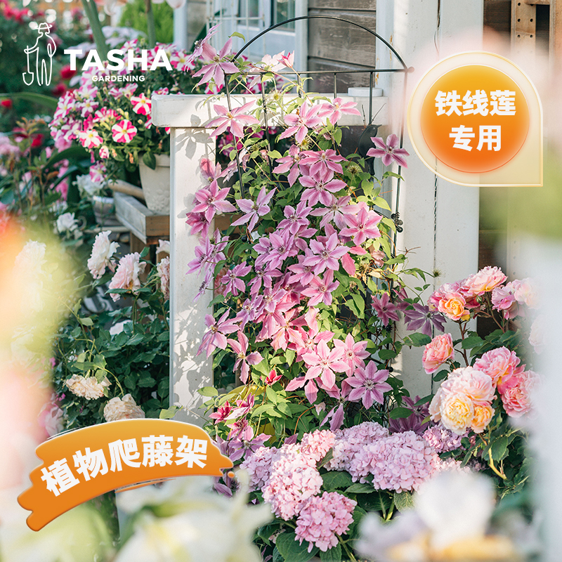 四角花塔铁线莲月季爬藤花卉