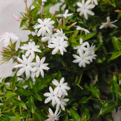 木本花卉阳台香味塔莎的花园茉莉