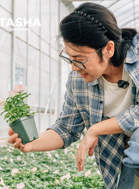 塔莎的花园定制小奶苗种苗养成矮牵牛盆栽切花荷兰菊玛格丽特角堇