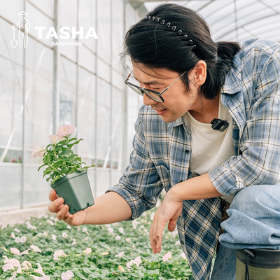 塔莎的花园矮牵牛种苗阳台小奶苗