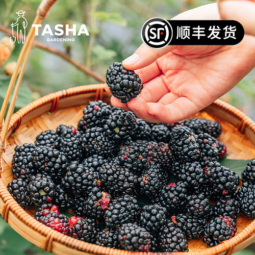 树莓果苗盆栽可食用双季结果