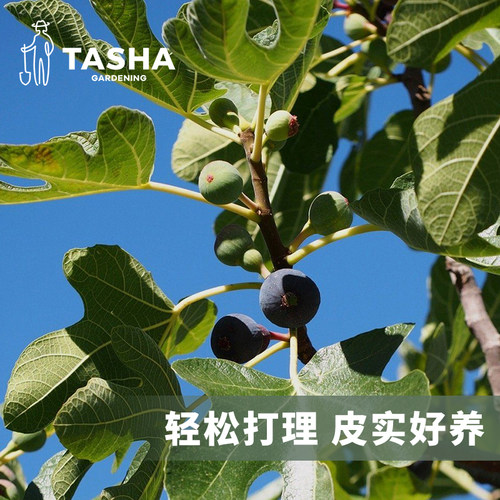 塔莎的花园布兰瑞克无花果树果苗盆栽特大耐寒北方推荐阳台可结果