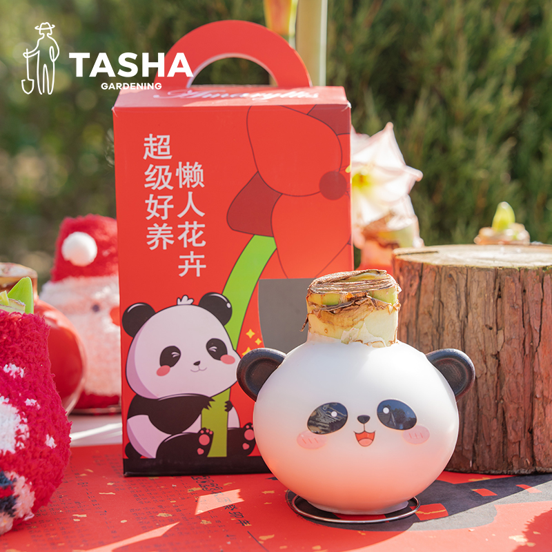 塔莎的花园朱顶红年宵花卉种球