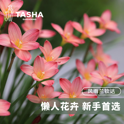 塔莎的花园  风雨兰种球胖丽丽重瓣四季可种阳台盆栽庭院夏季包邮